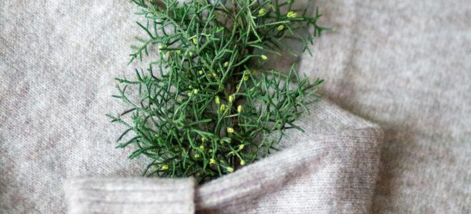 Sustainable Cellulose from Agricultural Waste: Oat Husks and Wheat Straw as Viable Alternatives