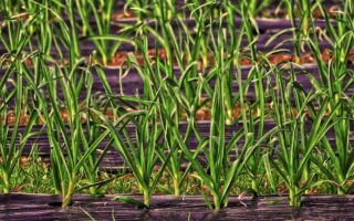 Bamboo-Based Biodegradable Mulch Film for Greener Agriculture