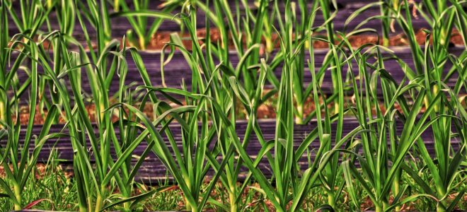 Bamboo-Based Biodegradable Mulch Film for Greener Agriculture