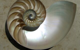 Bioinspired Materials That Adapt to Impact
