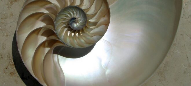 Bioinspired Materials That Adapt to Impact