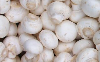 Harnessing Fungal Filament Structures to Create Stronger, Sustainable Materials