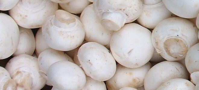 Harnessing Fungal Filament Structures to Create Stronger, Sustainable Materials