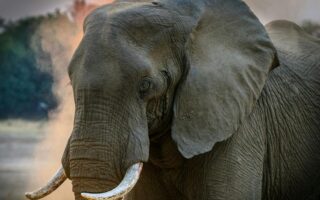 Vascular Concrete Inspired by Elephant Ears Could Revolutionise Energy-Efficient Building Design