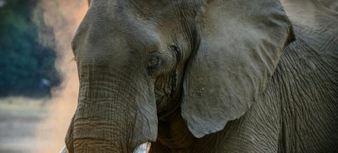 Vascular Concrete Inspired by Elephant Ears Could Revolutionise Energy-Efficient Building Design