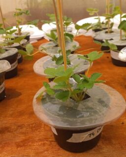 Researchers have developed a new biodegradable mulching film that can protect crops without using plastics or chemical pesticides. The study, published in ACS Agricultural Science & Technology, introduces a plant-based film that contains natural insect-repelling citronella oil. The material is especially relevant for landscape architects, product designers and packaging designers who explore sustainable and circular materials.

Mulching films help keep soil moist, control temperature and limit weed growth. Most films, however, are made from polyethylene. This plastic is hard to recycle and breaks down into microplastics that stay in the soil. These particles disturb soil life and contribute to long-term pollution. The new research shows that biobased materials can offer a safer alternative with a lower environmental impact.

Read more at MaterialDistrict.com

#MaterialInspiration #Materials #BiodegradableMaterials #MulchingFilm #SustainableDesign #CircularMaterials #BiobasedInnovation #MaterialInnovation #AgritechDesign #CitronellaOil #EcoDesign #SoilHealth