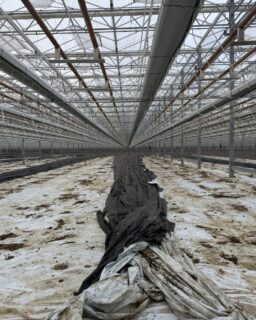 During crop rotation in the horticultural sector, large amounts of plastic film are removed each year. This material, mainly strip film and walkway film, used to be collected as mixed business waste and sent for incineration. Mertens has now developed a more sustainable and far more cost-effective alternative. In collaboration with a specialist plastics recycler, the company has created a new route in which used film becomes a valuable raw material. A first pilot shows strong results and points to sector-wide potential.

Read more at MaterialDistrict.com

#MaterialInspiration #Materials #CircularMaterials #RecycledPlastics #MaterialInnovation #SustainableDesign #HorticultureRecycling #PlasticRecycling #CircularDesign #EcoMaterials #DesignInspiration