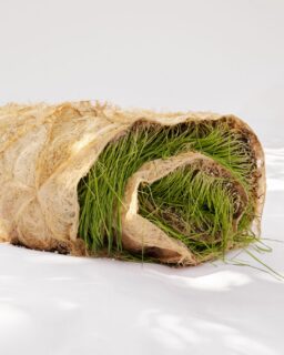 Utilizing living plant material—specifically wheatgrass grown within templates—the project explores how plants can be more than just raw materials; they become co-creators. Naturing by @papp_anett_ / More at MaterialDistrict.com

#MaterialoftheDay #Materials #BiobasedMaterials #NaturalMaterials