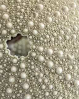 Researchers at @RMITUniversity in Australia have developed a new oil-water filtration coating inspired by sea urchins. The material captures oil while repelling water. Engineers integrated the coating into a small robotic device that collects oil from the surface of water.

Oil spills continue to damage marine ecosystems worldwide. They harm wildlife, contaminate coastlines and require costly clean-up operations. The RMIT team created a proof-of-concept robot called the Electronic Dolphin to demonstrate how advanced materials can support faster spill response. The compact robot skims oil from the water surface using a specially designed filtration system.

Read more at https://materialdistrict.com/article/sea-urchin-inspired-coating-enables-robot-to-filter-oil-from-water/

#MaterialInspiration #Materials #MaterialsInnovation #Biomimicry #SurfaceCoating #OilWaterSeparation #EnvironmentalTechnology #SustainableMaterials #Robotics #MarineCleanup #AdvancedMaterials #MaterialDesign