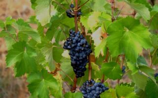 Grapevine Canes as a Sustainable Alternative to Plastic