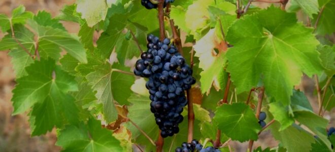 Grapevine Canes as a Sustainable Alternative to Plastic