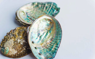 Seashell-Inspired Design Makes Recycled Plastics Stronger and More Reliable
