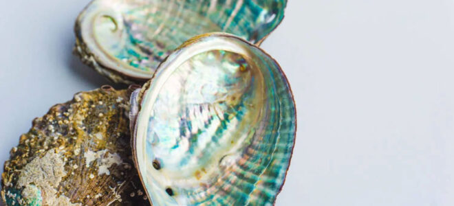 Seashell-Inspired Design Makes Recycled Plastics Stronger and More Reliable