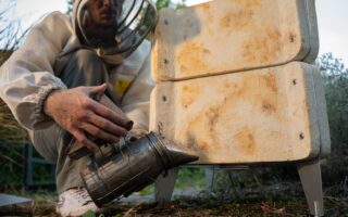 Bee2C: A Circular Beehive from Mycelium and Recycled Coffee Waste