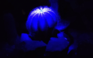 Desserto unveils cactus-based material that changes colour with sunlight