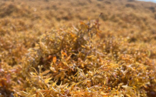 From Algae to Architecture: Turning Sargassum into Building Materials