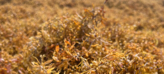 From Algae to Architecture: Turning Sargassum into Building Materials