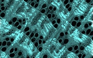 Reinforcing Wood with Nano-Iron for Sustainable Design