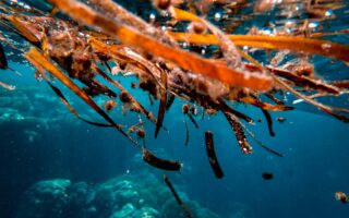 A World First: Seaweed Hotel Room Showcases Sustainable Design on SS Rotterdam