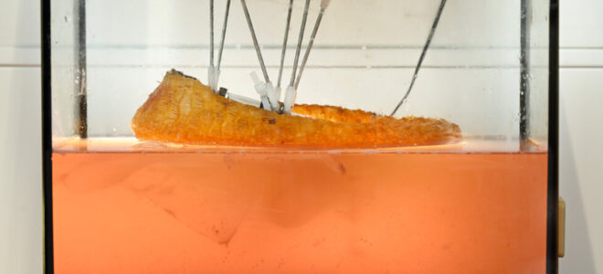 Growing the Future: Living Footwear from Kombucha