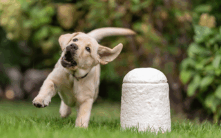 Loop Biotech Launches World’s First Mushroom Urn for Pets