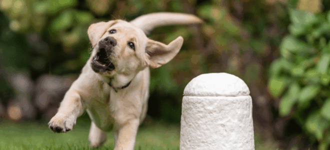 Loop Biotech Launches World’s First Mushroom Urn for Pets