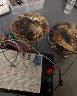 Researchers at @theohiostateuniversity have discovered that mushrooms could shape the future of sustainable computing. Their study shows that edible fungi, such as shiitake mushrooms, can act as organic memristors—tiny components that “remember” past electrical signals, much like a human brain.
Read more at MaterialDistrict.com
#MaterialInspiration #Materials #Bioelectronics #MaterialInnovation #BiobasedDesign #SustainableTechnology #CircularDesign #FungalMaterials #SmartMaterials #MushroomTech #LivingComputers #EcoInnovation