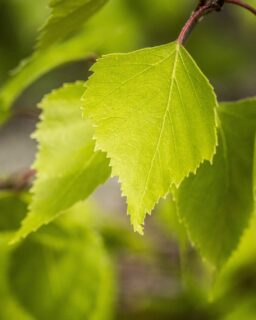 Physicists at studyinumea in Sweden, together with researchers in China, have developed a laser made entirely from renewable biomaterials—specifically birch leaves and peanut kernels. This breakthrough could lead to low-cost, environmentally friendly optical tools for medical imaging, diagnostics, and potentially smart design applications.
Read more at MaterialDistrict.com
#MaterialInspiration #Materials #BiobasedMaterials #MaterialInnovation #SustainableDesign #CircularTechnology #EcoMaterials #SmartMaterials #BioTech #MaterialDistrict