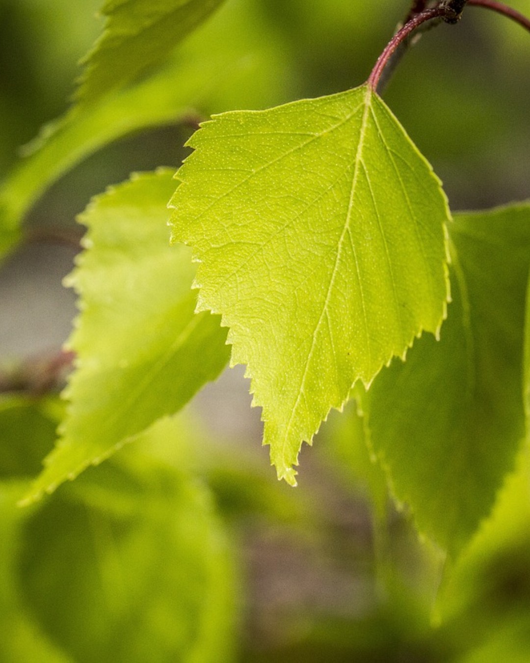 Physicists at studyinumea in Sweden, together with researchers in China, have developed a laser made entirely from renewable biomaterials—specifically birch leaves and peanut kernels. This breakthrough could lead to low-cost, environmentally friendly optical tools for medical imaging, diagnostics, and potentially smart design applications.
Read more at MaterialDistrict.com
#MaterialInspiration #Materials #BiobasedMaterials #MaterialInnovation #SustainableDesign #CircularTechnology #EcoMaterials #SmartMaterials #BioTech #MaterialDistrict