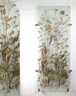 The material consist of wild plant material between sheets of glass. Floating Nature collage by @crush_on_nature / More at MaterialDistrict.com

#MaterialoftheDay #Materials #Glass #DriedPlants #InteriorDesign