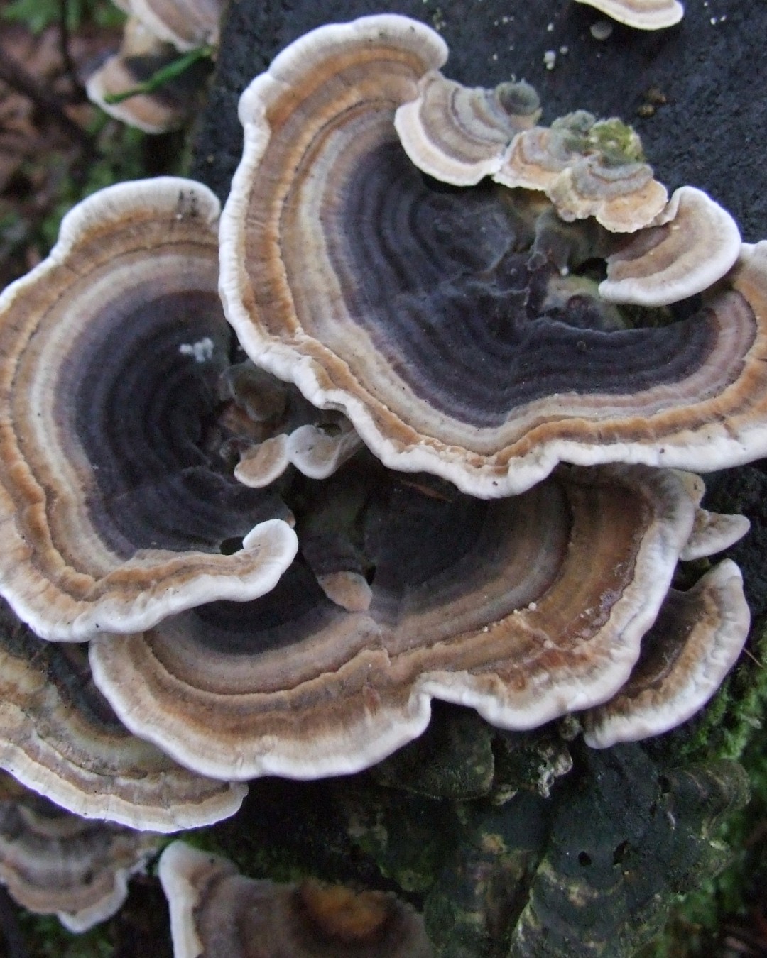 Researchers have created a biobased, food-safe coating made from edible fungal mycelium. This new material offers designers a natural alternative to plastic-based waterproof layers used in packaging, textiles and lightweight products. The study, published in Langmuir, shows how the “turkey tail” fungus (Trametes versicolor) can grow directly on surfaces such as paper, denim, polyester felt and thin wood veneer. The resulting layer repels water, oils and grease.

Read more at MaterialDistrict.com

#MaterialInspiration #Materials #BiobasedMaterials #Mycelium #MaterialInnovation #SustainableDesign #PlasticFree #CircularMaterials #FungalMaterials #EcoDesign #Biofabrication #GreenPackaging
