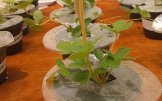 Biodegradable Mulching Film Protects Crops Without Plastics or Pesticides