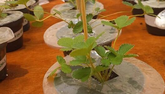 Biodegradable Mulching Film Protects Crops Without Plastics or Pesticides