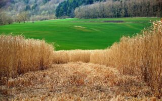 Farmers Growing Building Materials Earn Millions in Carbon Credits