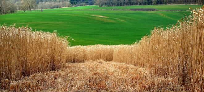 Farmers Growing Building Materials Earn Millions in Carbon Credits