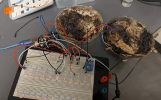 Fungal Memristors: Mushroom Networks Power the Future of Bioelectronics