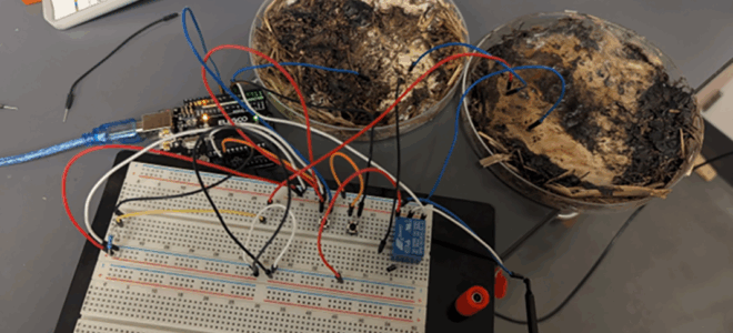 Fungal Memristors: Mushroom Networks Power the Future of Bioelectronics