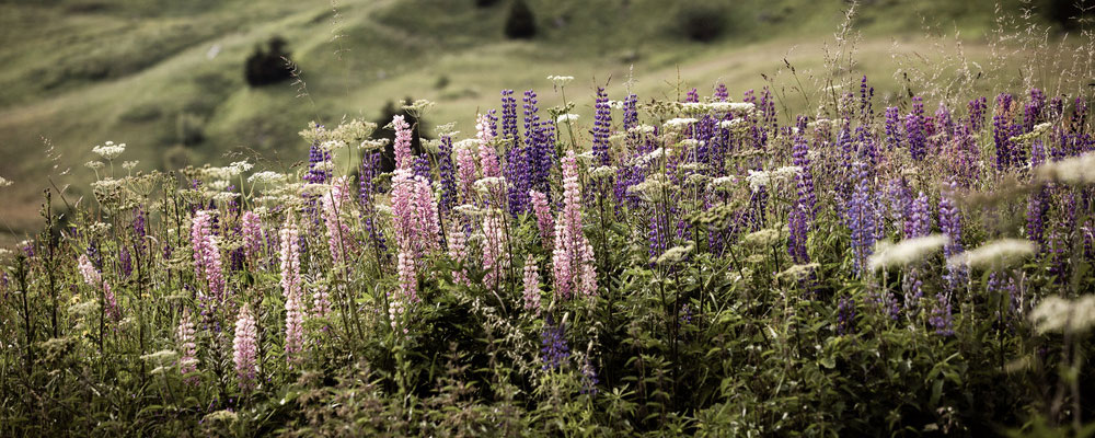 From Plant to Palette: Natural Dyeing in Marianne Tiegen’s Chalet Cocagne