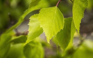 Turning Birch Leaves and Peanuts into Sustainable Laser Technology