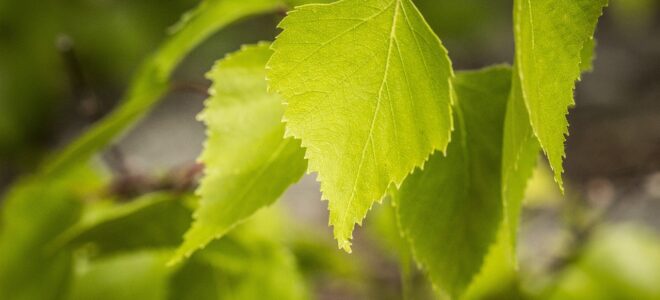 Turning Birch Leaves and Peanuts into Sustainable Laser Technology