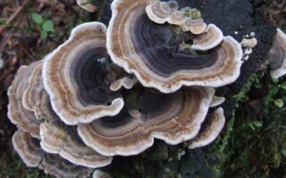 Edible Fungus Creates Natural Waterproof Coatings for Textiles, Paper and Wood
