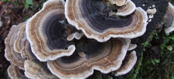 Edible Fungus Creates Natural Waterproof Coatings for Textiles, Paper and Wood