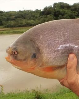 Researchers in Brazil have developed a biodegradable biofilm made from fish skin that could replace part of today’s plastic food packaging. The material, created by scientists at the University of São Paulo (USP) and @embrapa Pecuária Sudeste, uses tambatinga – an Amazonian fish species – as its raw material.

Read more at MaterialDistrict.com

#MaterialInspiration #Materials #SustainablePackaging #BiobasedMaterials #CircularDesign #MaterialInnovation #Biofilm #WasteToResource #MarineMaterials #PackagingDesign #SustainableMaterials #FoodPackaging