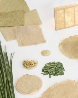 This project aims to utilize pampas grass, a natural but invasive resource, to create biodegradable materials through cellulose extraction. Pampas grass paper by @studioyanngandon / More at MaterialDistrict.com

#MaterialoftheDay #Materials #Paper #BiobasedMaterials #ProductDesign #InteriorDesign #GraphicDesign