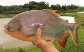 Fish Skin Biofilm Offers Sustainable Alternative For Food Packaging