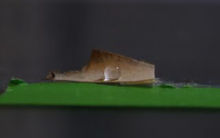 Mycelium And Cellulose Nanofibrils Form Plastic-Free Food Packaging