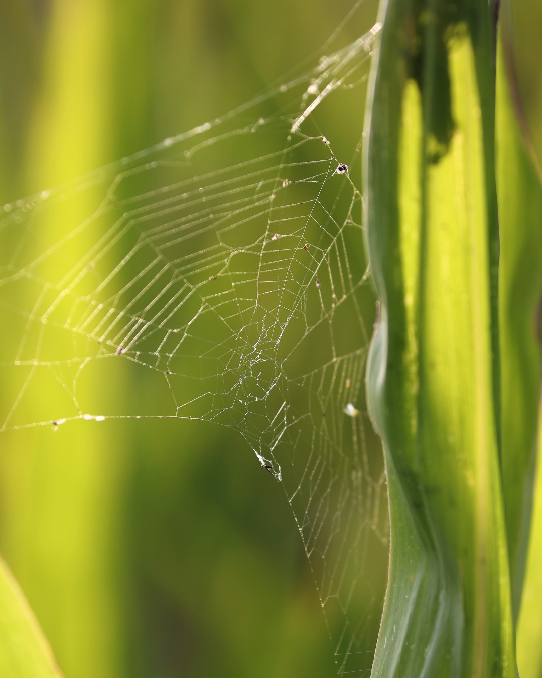 Researchers from China and the Netherlands have developed a new biopolymer from corn protein that combines high performance with biodegradability. Inspired by spider silk, the material could provide a more sustainable alternative to conventional plastics. Potential applications include packaging, textiles and product design.

Read more at https://materialdistrict.com/article/corn-based-plantymer-mimics-spider-silk-to-create-strong-biodegradable-plastic/

#Bioplastics #MaterialInnovation #SustainableMaterials #BiodegradableMaterials #CornProtein #SpiderSilk #BioInspiredDesign #PackagingDesign #CircularMaterials #RenewableMaterials #MaterialDistrict #FutureMaterials #ProductDesign #SustainablePackaging #PlantBasedMaterials