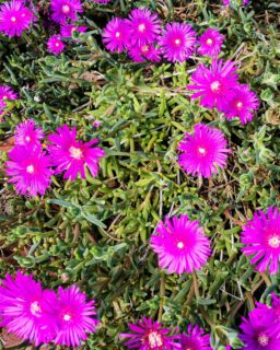 Researchers at Shinshu University in Japan have uncovered the secret behind the glossy appearance of the hardy ice plant (Delosperma cooperi). Their findings could inspire the development of innovative reflective materials for future optical applications.
Read more at MaterialDistrict.com
#MaterialInspiration #Materials #Biomimicry #MaterialInnovation #OpticalMaterials #BioInspiredDesign #AdvancedMaterials #SurfaceEngineering #MaterialDesign #Biomaterials #ReflectiveMaterials #NatureInspired #Innovation #MaterialsScience #FutureMaterials #ProductDesign #DesignInnovation