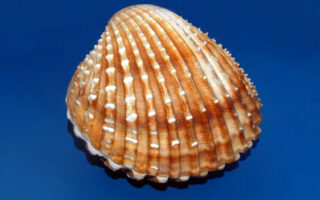 Recycled Paving Blocks Made From Mollusk Shells And Mining Waste