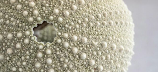 Sea-Urchin-Inspired Coating Enables Robot To Filter Oil From Water